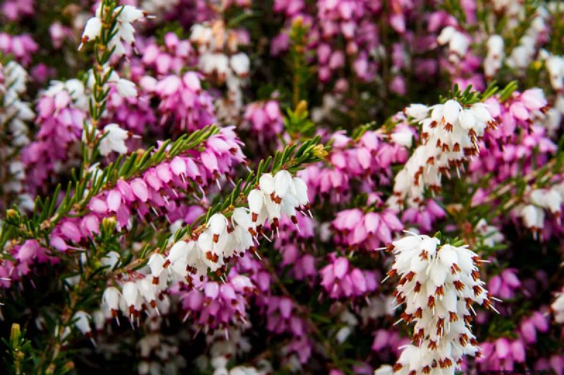 15 Evergreen Flowering Shrubs