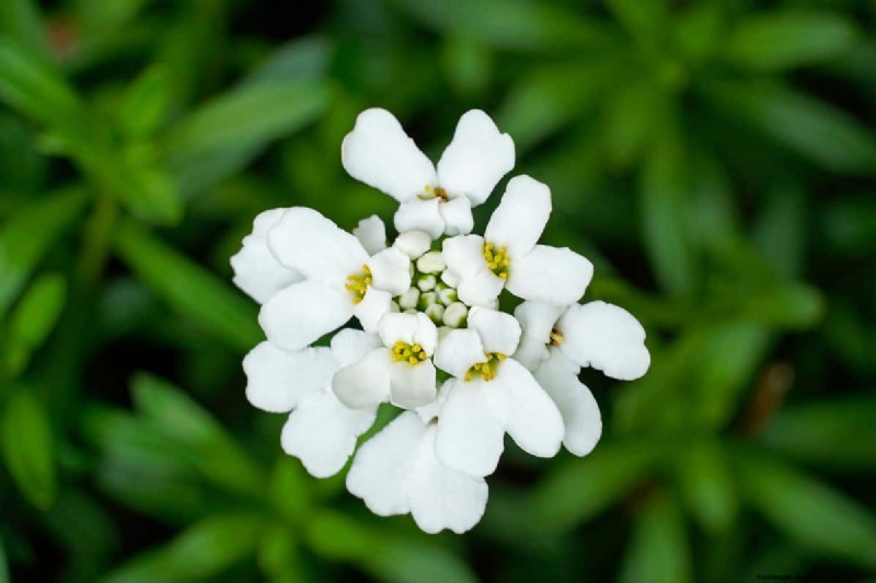 15 Evergreen Flowering Shrubs