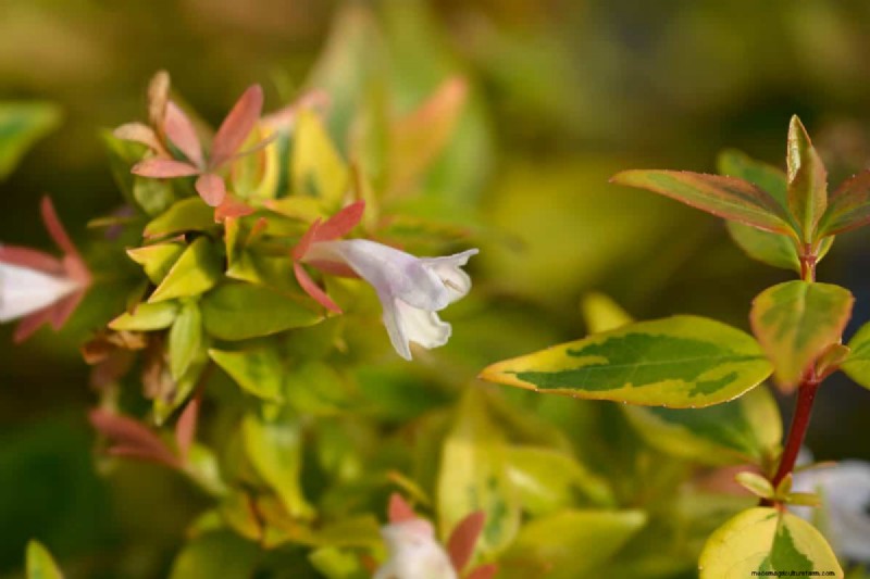 15 Evergreen Flowering Shrubs