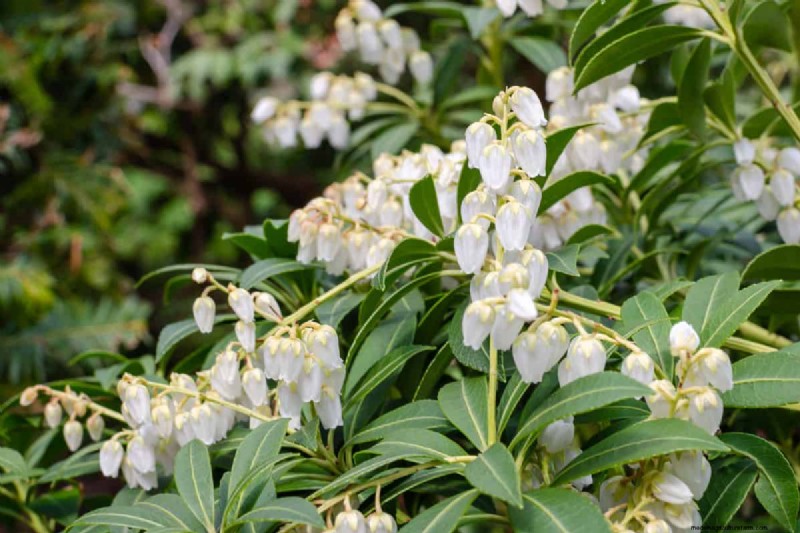15 Evergreen Flowering Shrubs