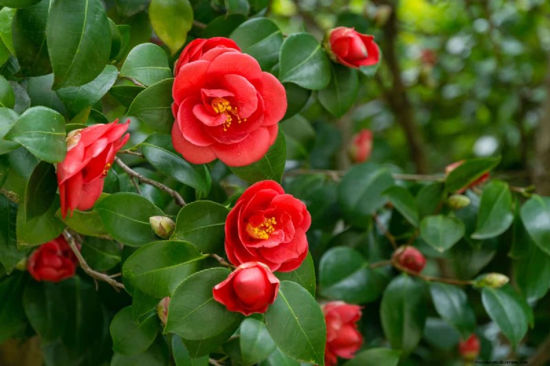 15 Evergreen Flowering Shrubs