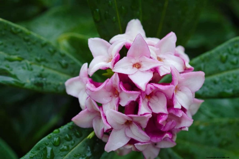 15 Evergreen Flowering Shrubs