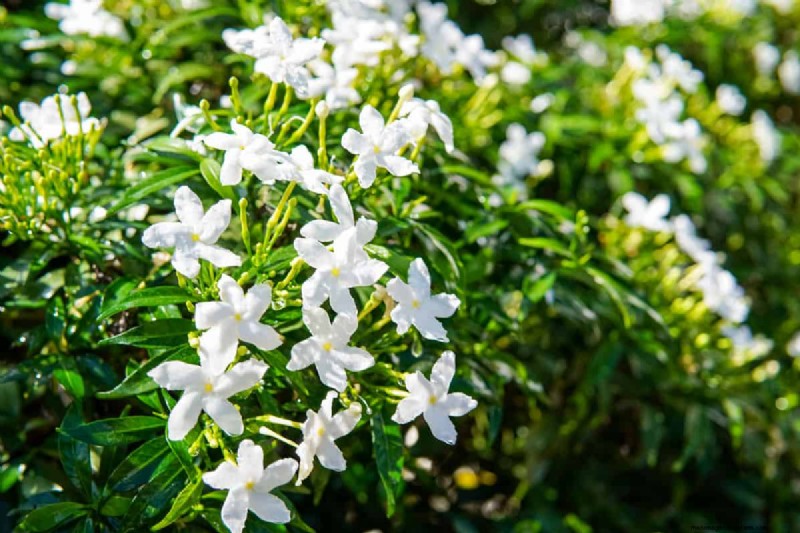 15 Evergreen Flowering Shrubs