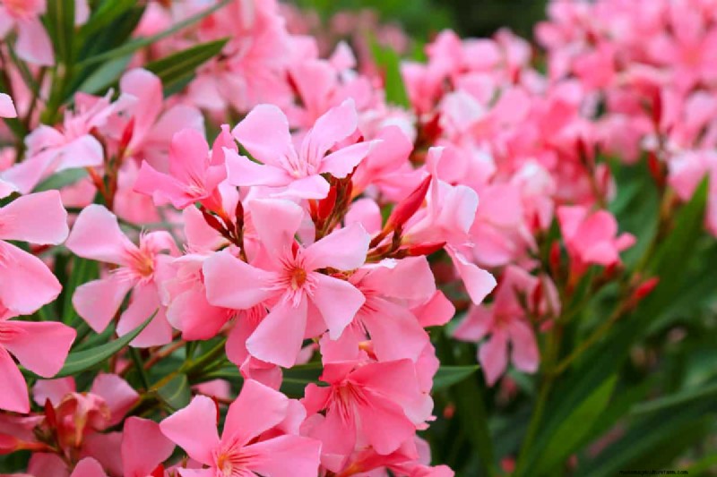 15 Evergreen Flowering Shrubs