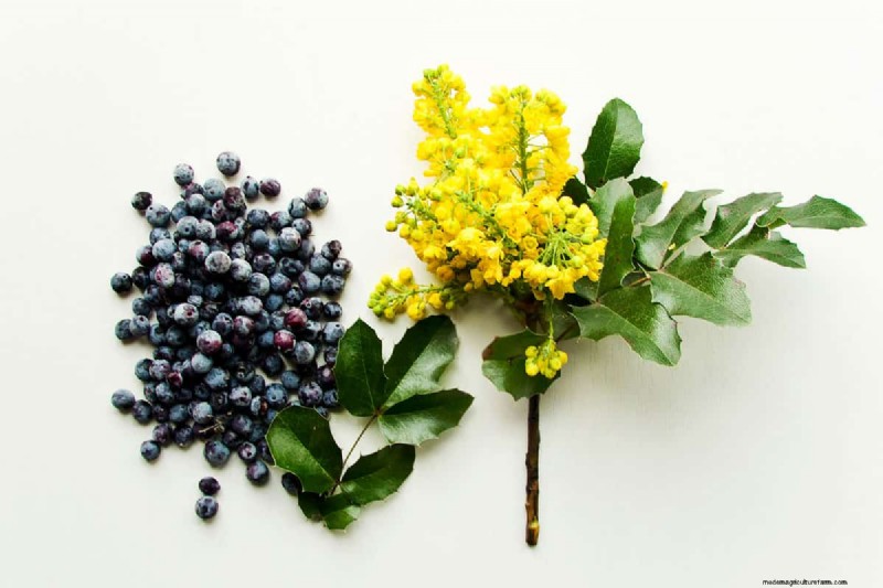 15 Evergreen Flowering Shrubs