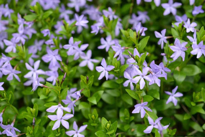 15 Evergreen Flowering Shrubs