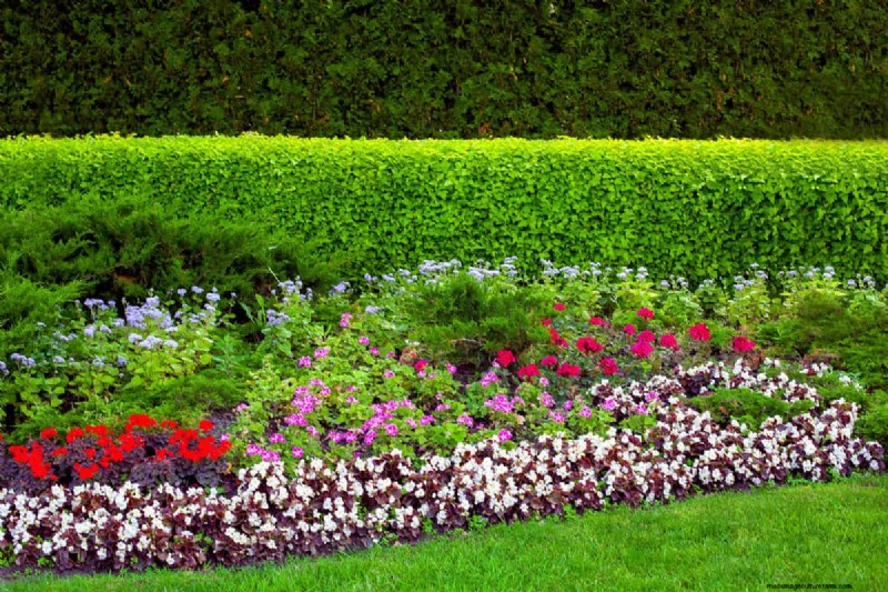 15 Evergreen Flowering Shrubs