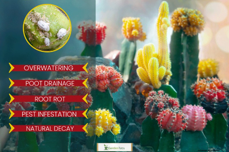 Why Is My Moon Cactus Dying?