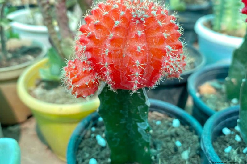 Why Is My Moon Cactus Dying?