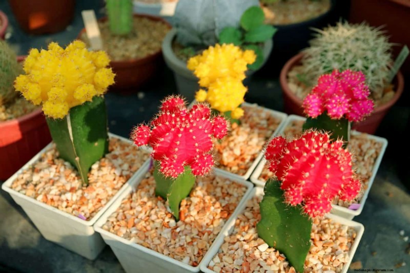 Why Is My Moon Cactus Dying?