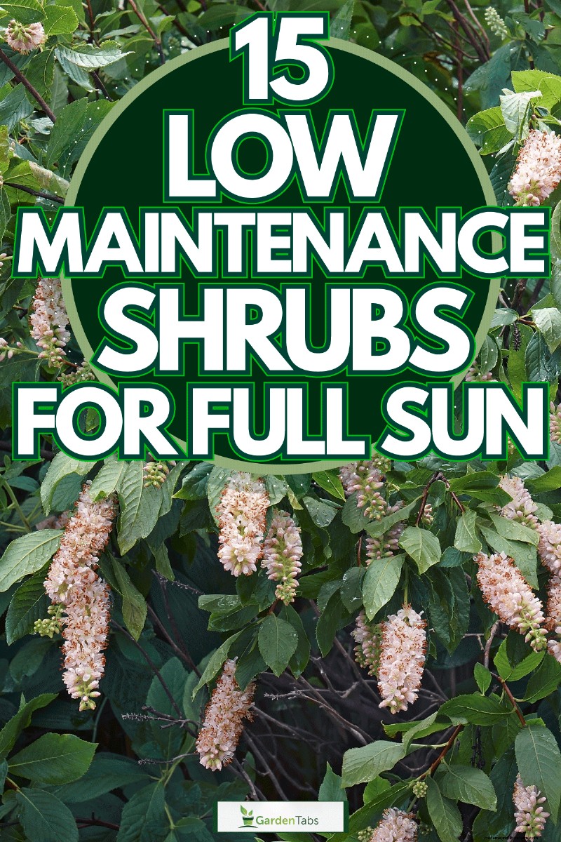 15 Low Maintenance Shrubs For Full Sun