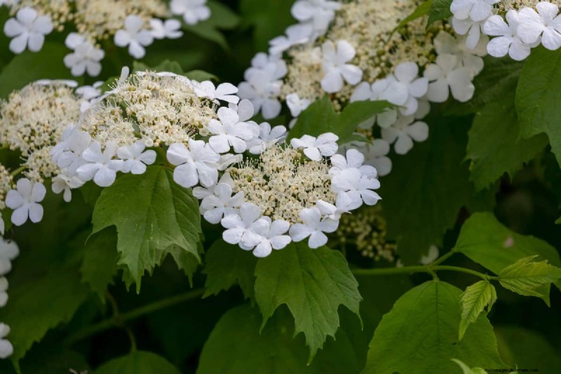15 Low Maintenance Shrubs For Full Sun