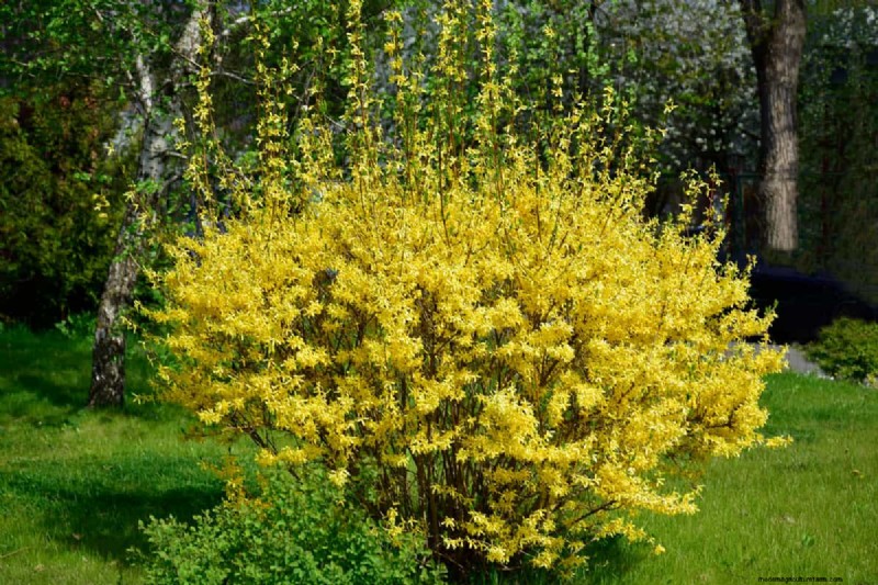 15 Low Maintenance Shrubs For Full Sun