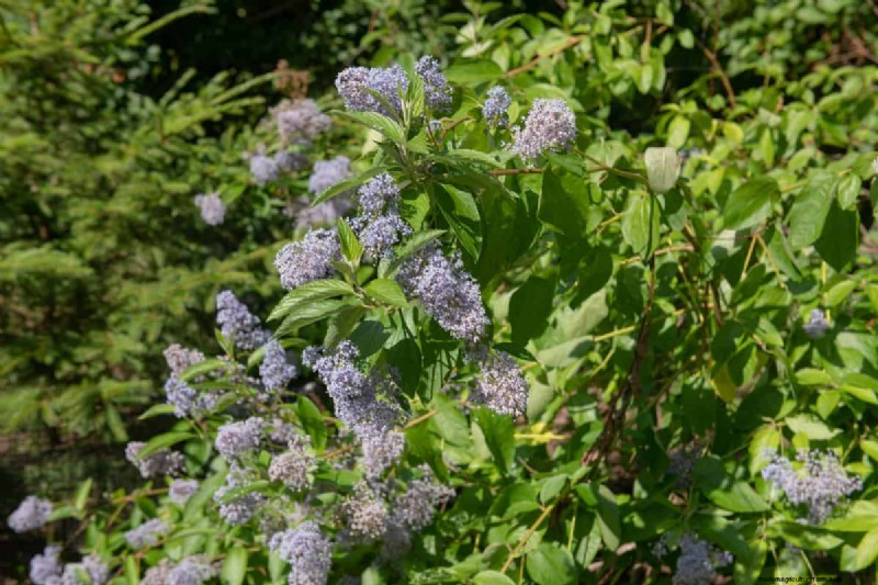 15 Low Maintenance Shrubs For Full Sun