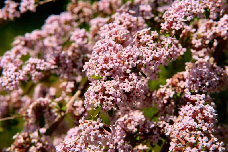 15 Low Maintenance Shrubs For Full Sun