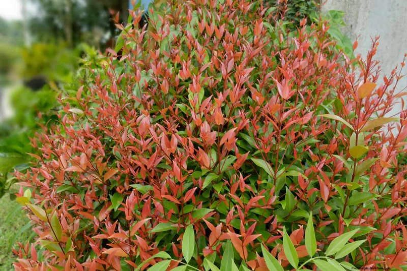 15 Low Maintenance Shrubs For Full Sun
