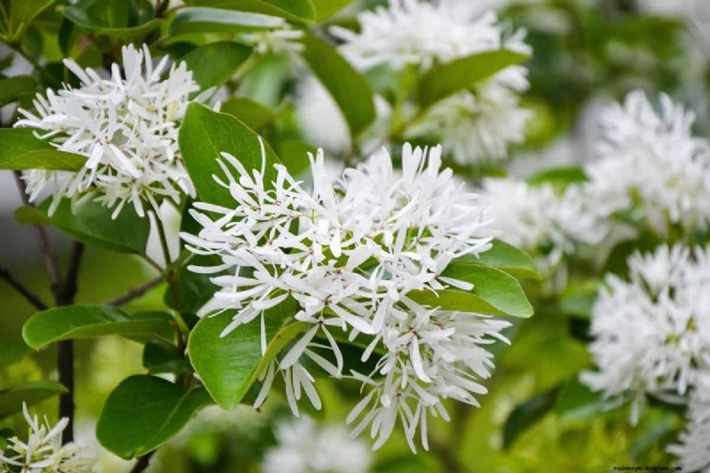 15 Low Maintenance Shrubs For Full Sun