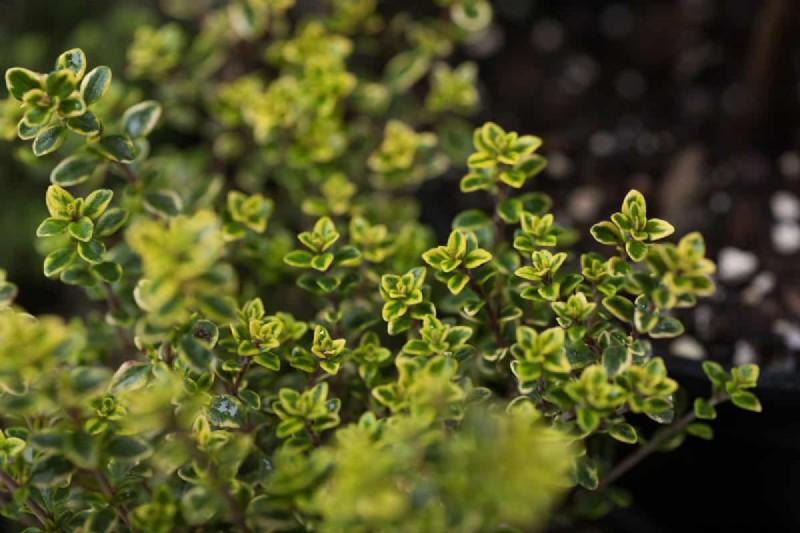 15 Low Maintenance Shrubs For Full Sun