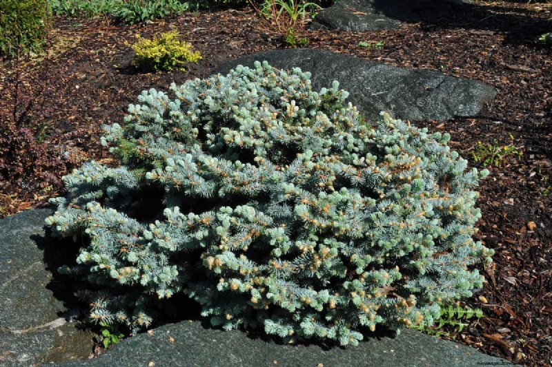 15 Low Maintenance Shrubs For Full Sun