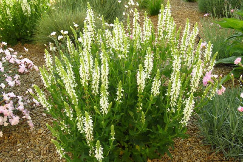 15 Low Maintenance Shrubs For Full Sun