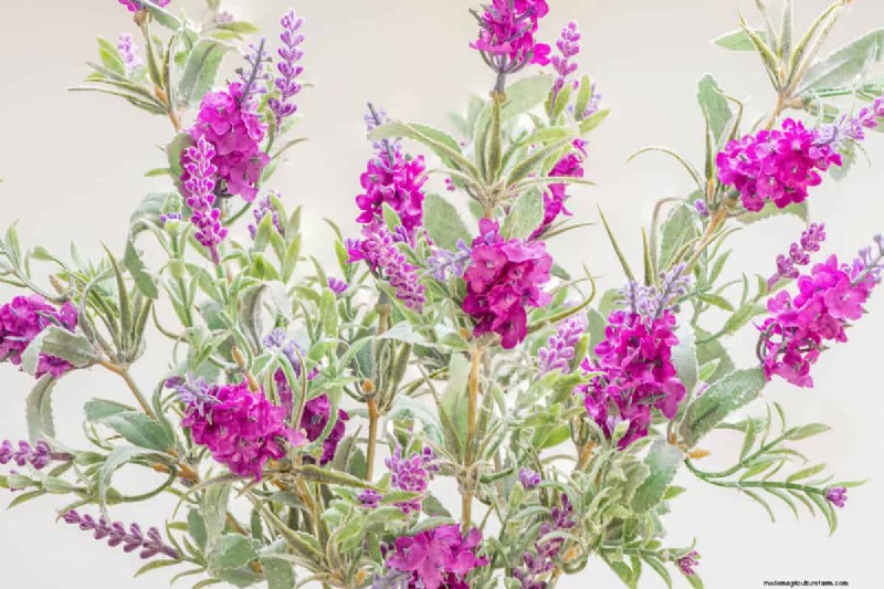 15 Low Maintenance Shrubs For Full Sun