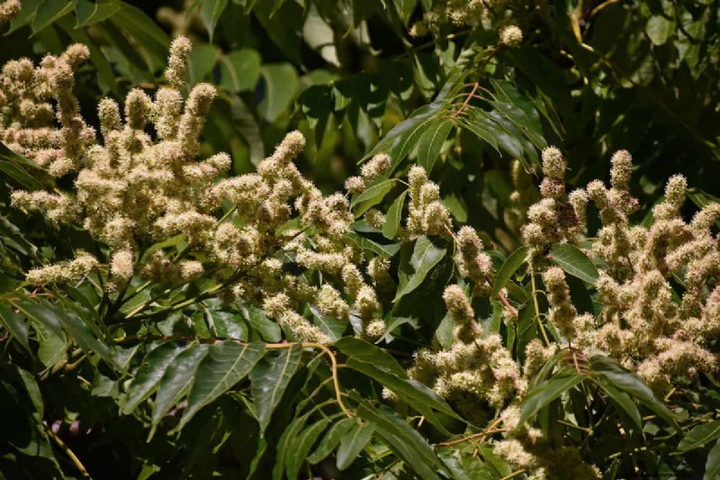 15 Low Maintenance Shrubs For Full Sun