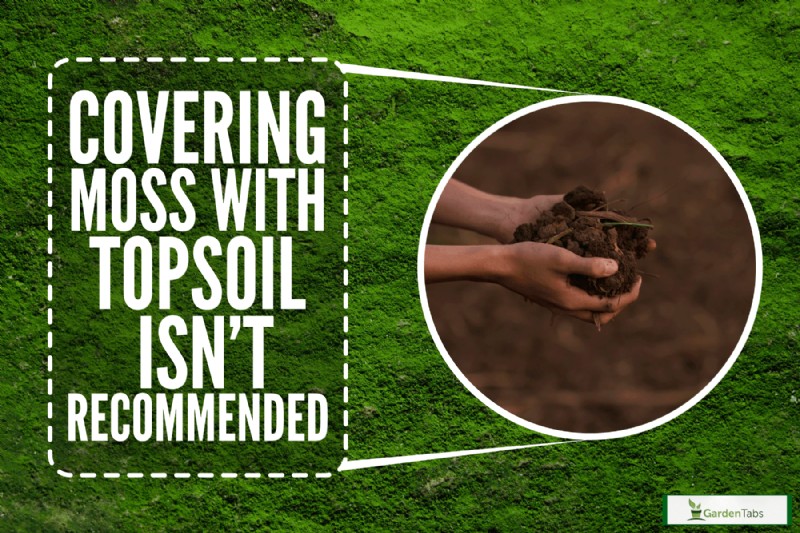 Can You Put Topsoil Over Moss?