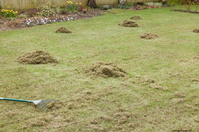 Can You Put Topsoil Over Moss?