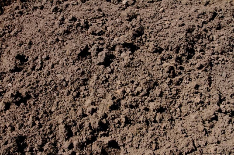 Can You Put Topsoil Over Moss?