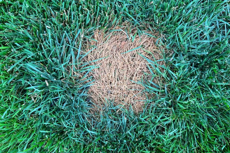 Can You Put Topsoil Over Moss?