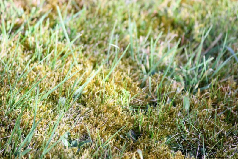 Can You Put Topsoil Over Moss?