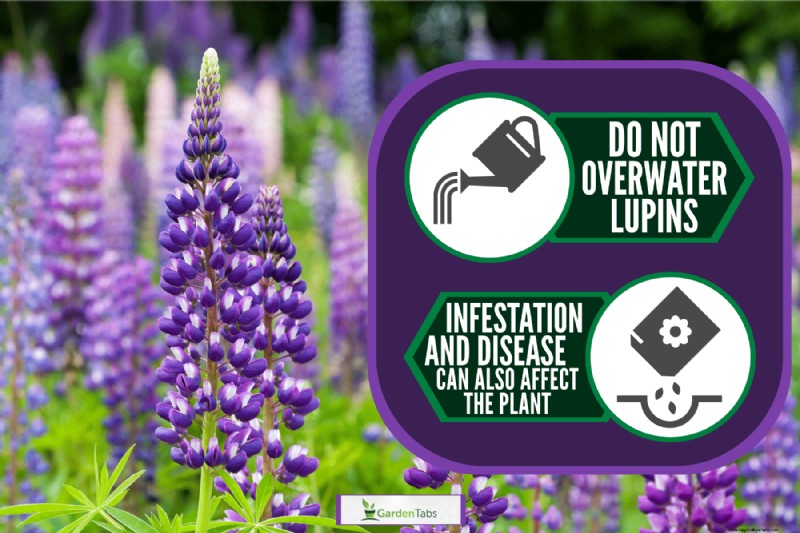 Why Are My Lupins Wilting And Dying?