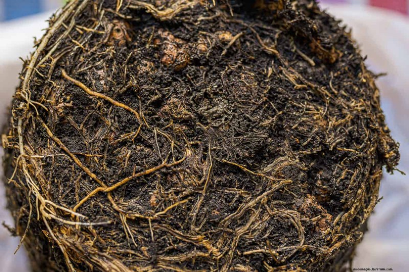 Why Are My Lupins Wilting And Dying?