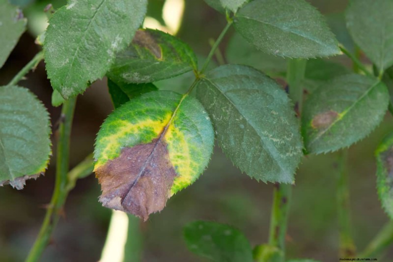Why Are My Lupins Wilting And Dying?