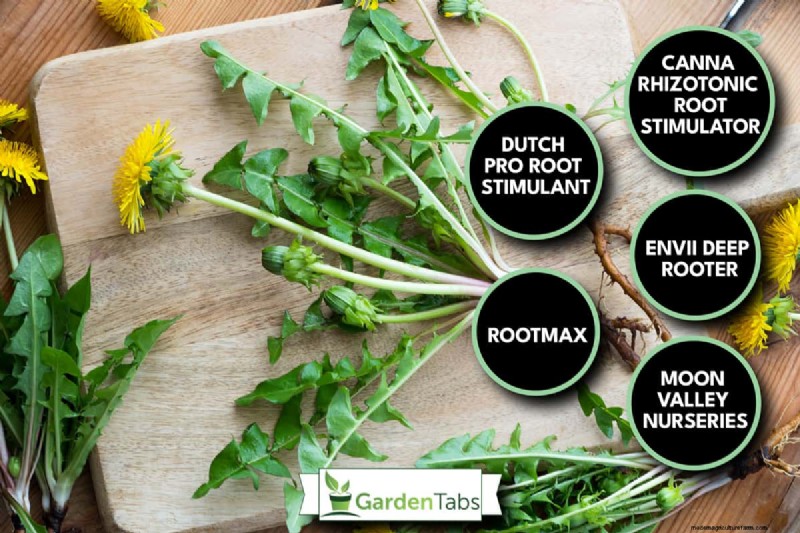 7 Best Root Stimulators For Plants