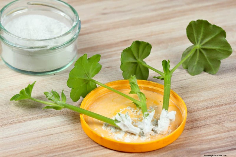 7 Best Root Stimulators For Plants