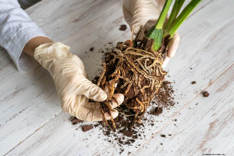 7 Best Root Stimulators For Plants