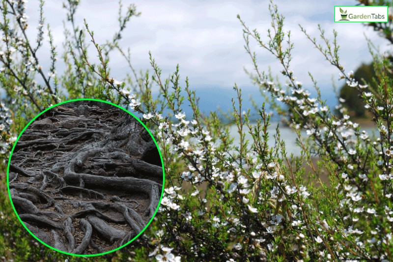 Do Tea Trees Have Invasive Roots?