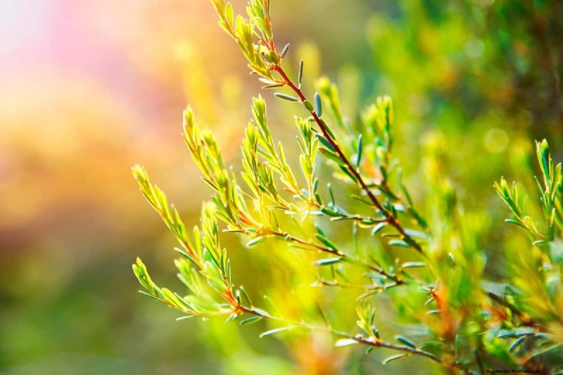 Do Tea Trees Have Invasive Roots?