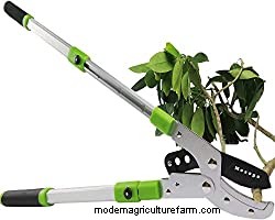 Do Tea Trees Have Invasive Roots?