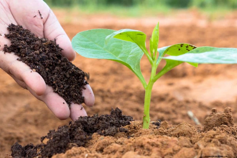 7 Best Fertilizers For Clay Soil