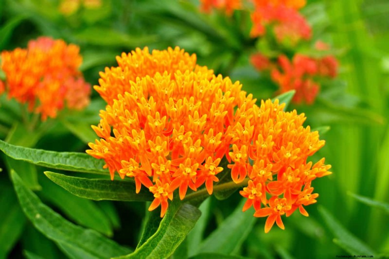 7 Best Fertilizers For Clay Soil