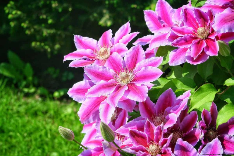 7 Best Fertilizers For Clay Soil