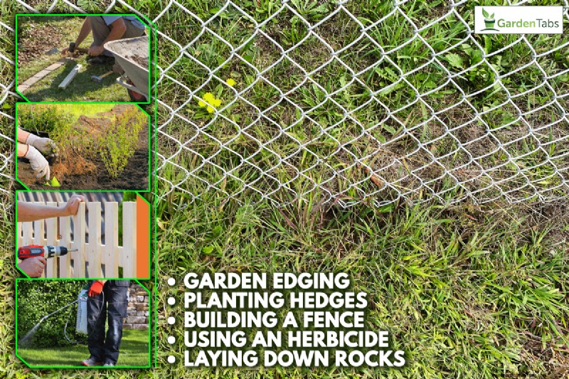 Neighbors Weeds Growing Into My Yard – What To Do?