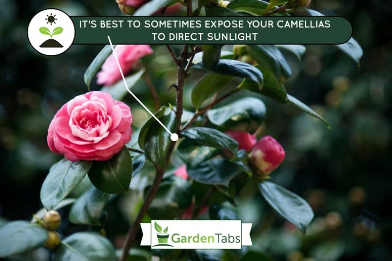 Can Camellias Grow In Full Shade?