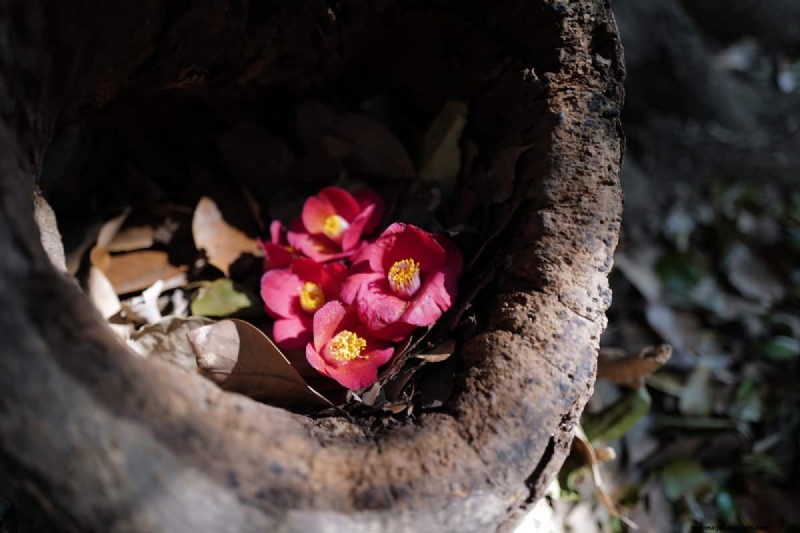 Can Camellias Grow In Full Shade?