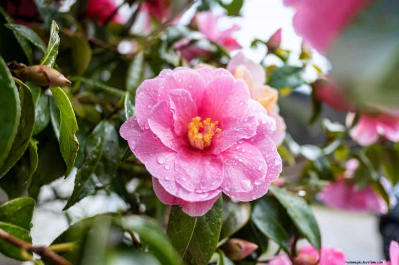Can Camellias Grow In Full Shade?