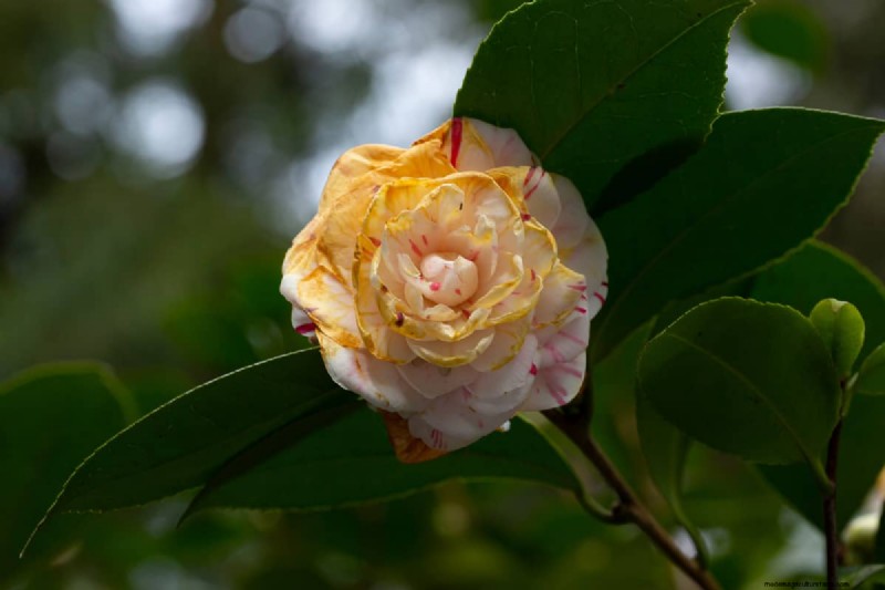 Can Camellias Grow In Full Shade?