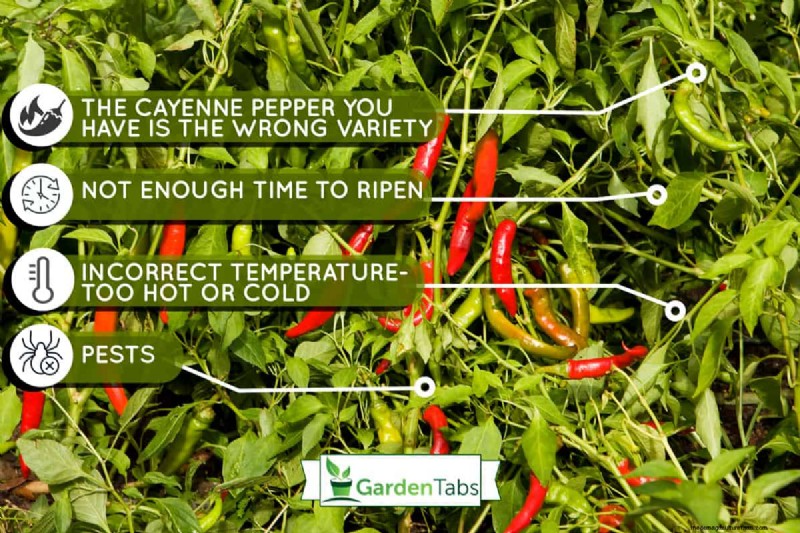 Cayenne Peppers Not Turning Red- What To Do