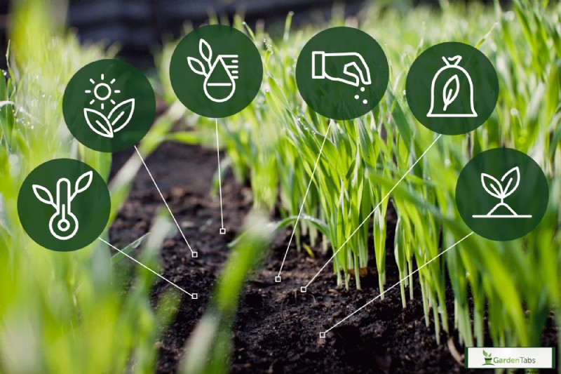 New Grass Not Growing Tall – What To Do?